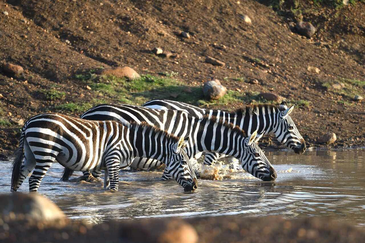 zebra at masai mara